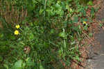 Smooth hawksbeard